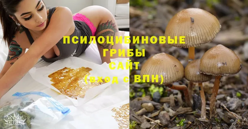 сколько стоит  Моздок  Галлюциногенные грибы Psilocybe 